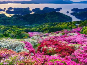 平戸湾 ツバキ